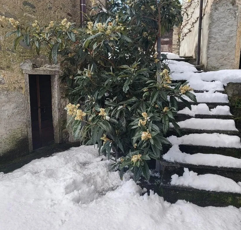 Excellent Estate Of Properties for Sale In Canei, Piedmont Italy