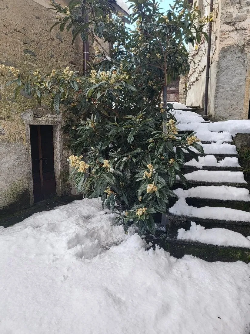 Excellent Estate Of Properties for Sale In Canei, Piedmont Italy