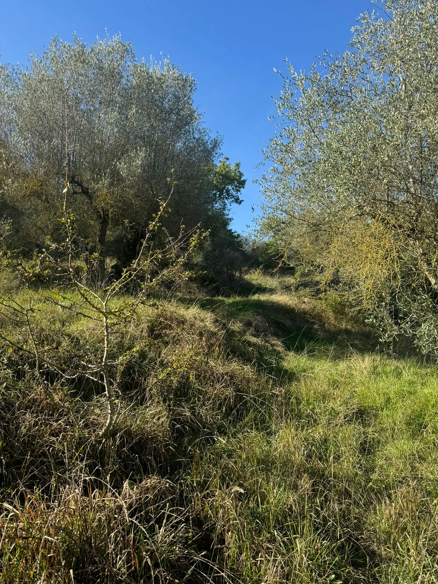 Excellent Plot of land for sale in Sant’Arcangelo Umbria Italy