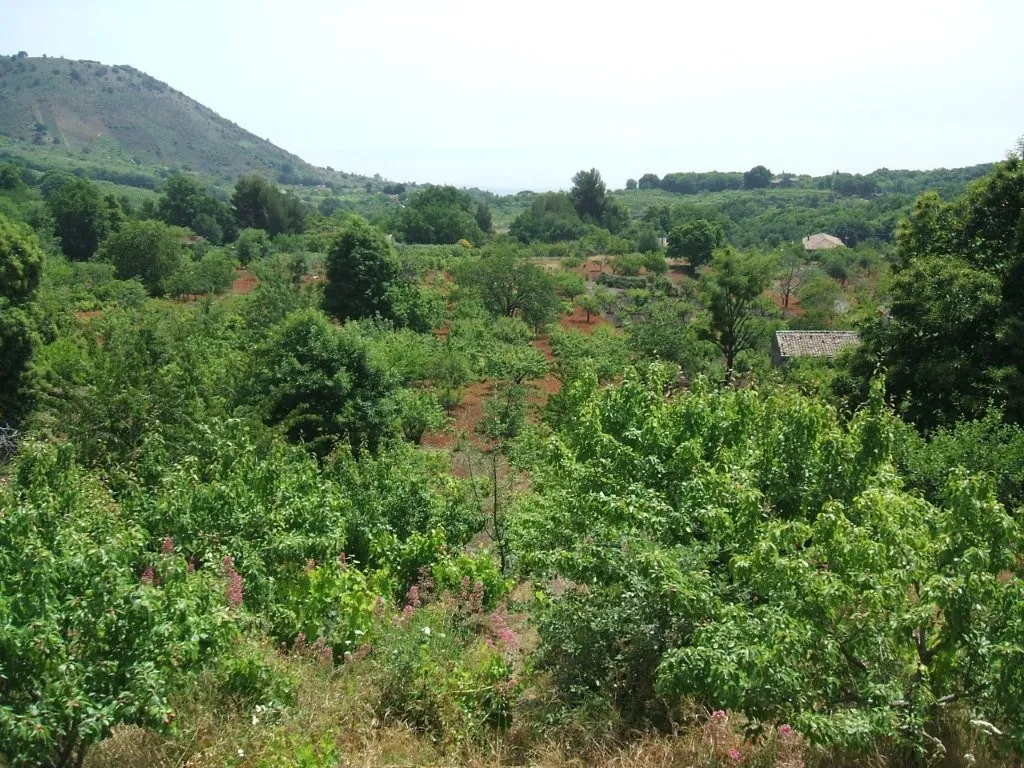 Vineyard With Villa Plans for Sale In Trecastagni Sicily Italy