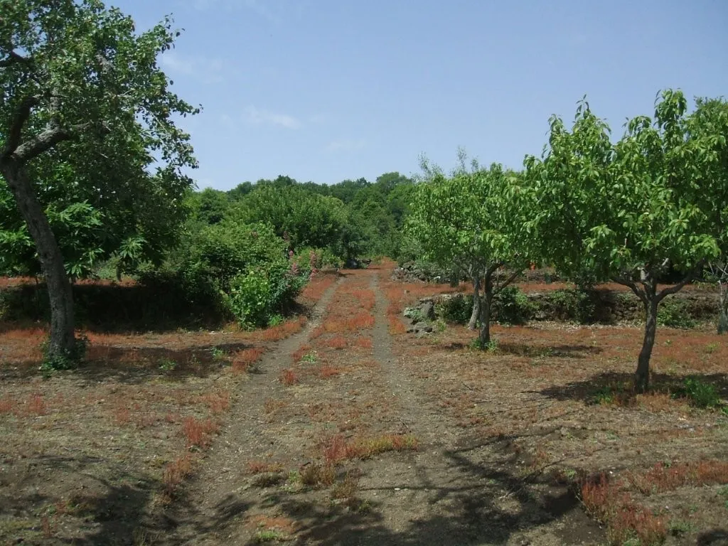 Vineyard With Villa Plans for Sale In Trecastagni Sicily Italy