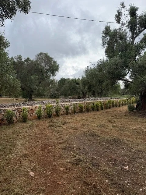 Estate For Redvelopment for Sale In Ceglie Messapica Brindisi Puglia Italy