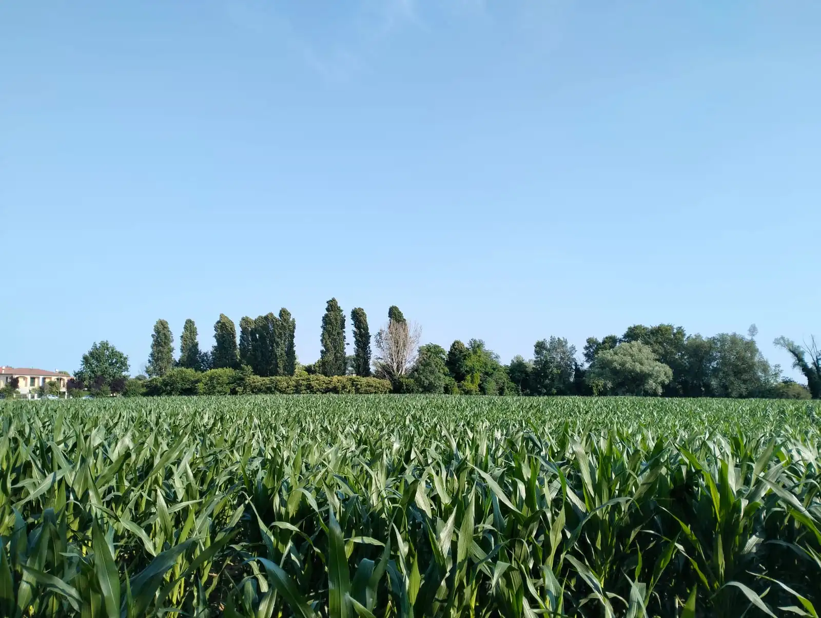 Excellent Plot of land for sale in Silvelle di Trebaseleghe Padua Veneto Italy