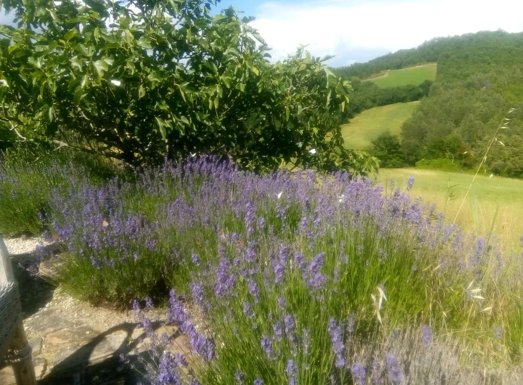 Luxury 5 Bed B&B for Sale In Sant’Angelo in Vado Marche Italy