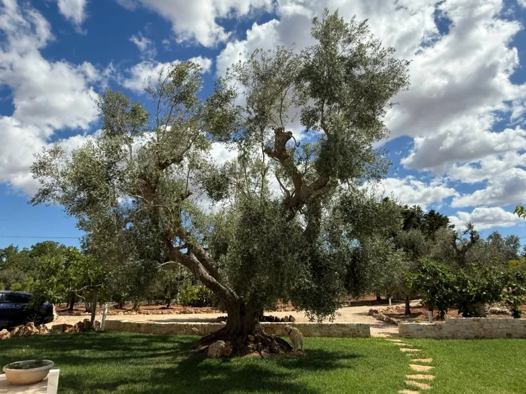 Luxury 3 Villa for Sale In Ostuni Puglia Italy