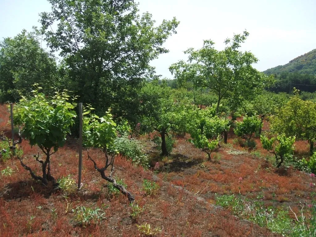Vineyard With Villa Plans for Sale In Trecastagni Sicily Italy