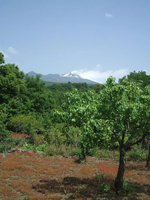 Vineyard With Villa Plans for Sale In Trecastagni Sicily Italy