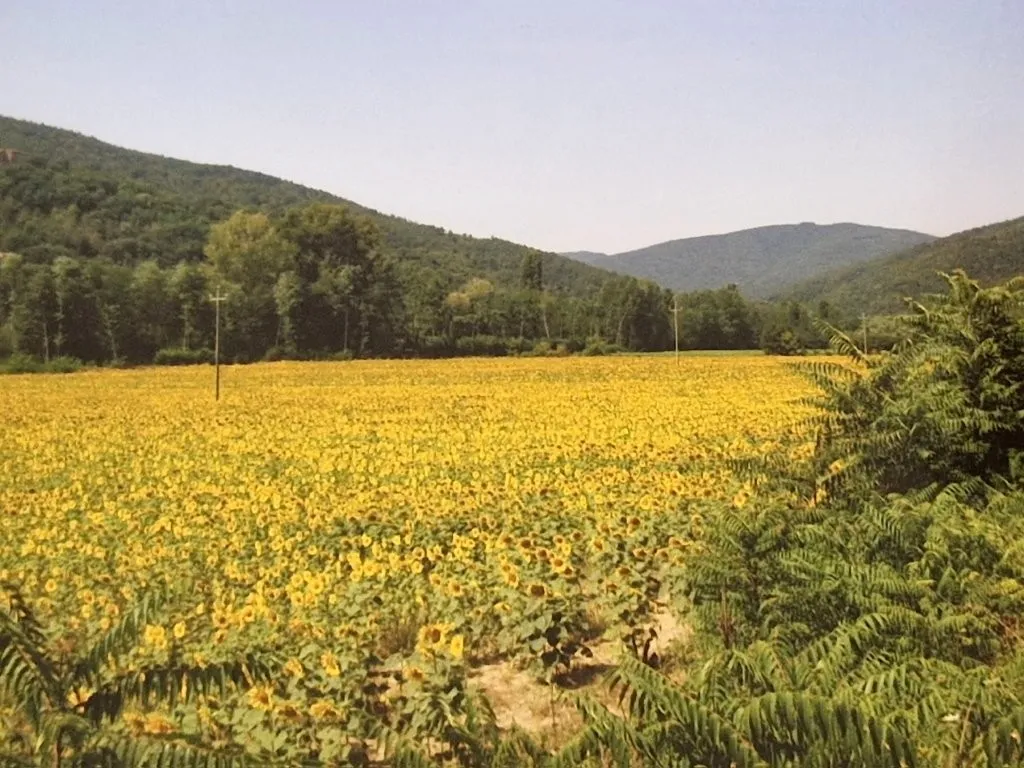Estate with Multiple Properties for Sale In Cortona Tuscany Italy