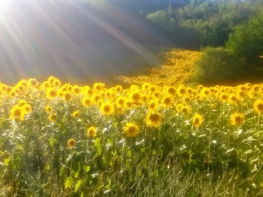 Luxury 5 Bed B&B for Sale In Sant’Angelo in Vado Marche Italy