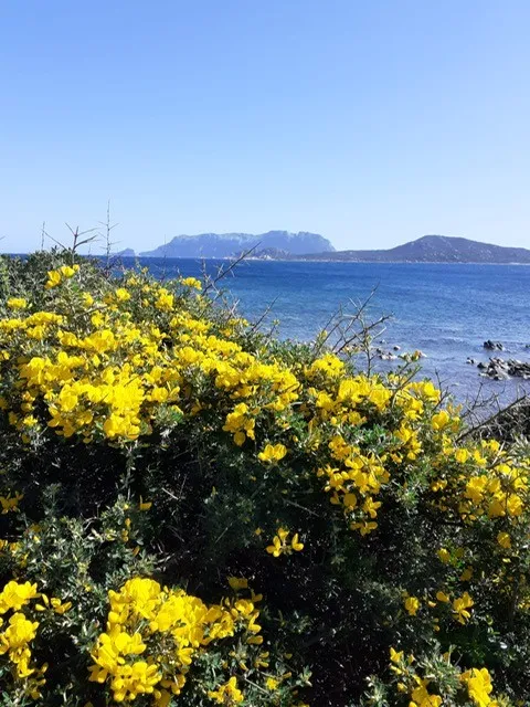 Renovation Project 3 Bed Apartment for Sale In Calangianus Sardinia Italy