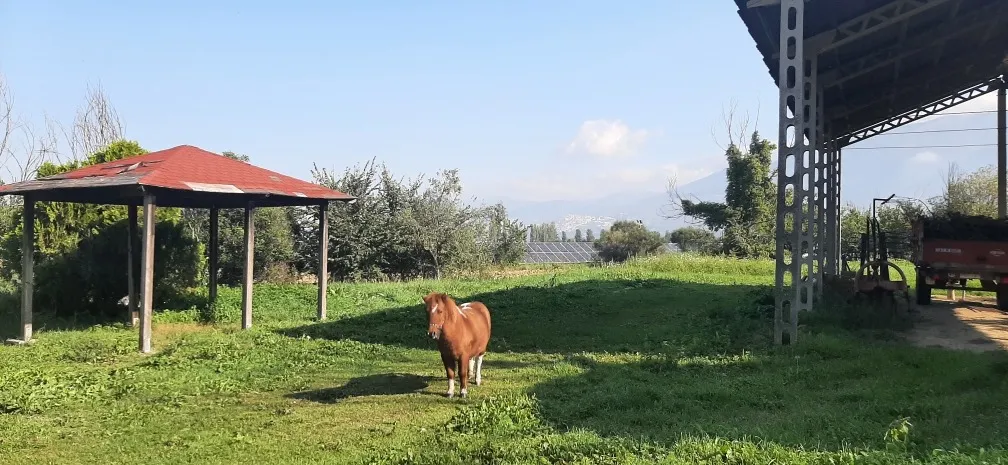 Traditional Italian House for Sale In CASTEL RITALDI Italy