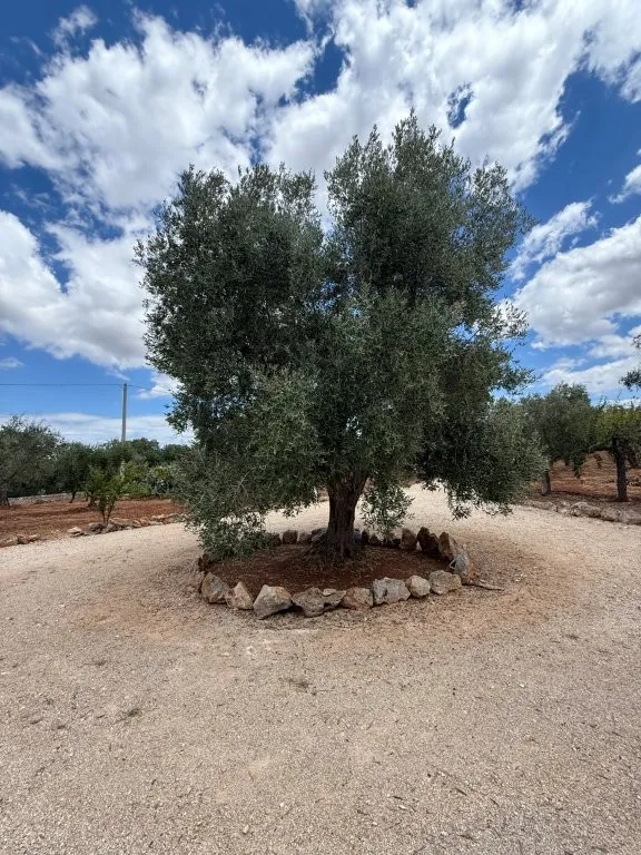 Luxury 3 Villa for Sale In Ostuni Puglia Italy